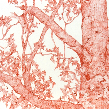 Quill Pen Drawings by Joan Linder