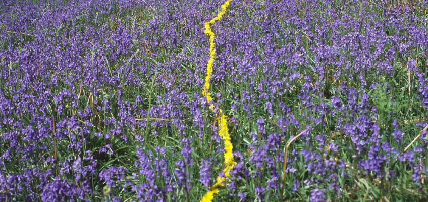 Andy Goldwworthy Dandelion Flowers Pinned with Thorns, Cumbria 1985